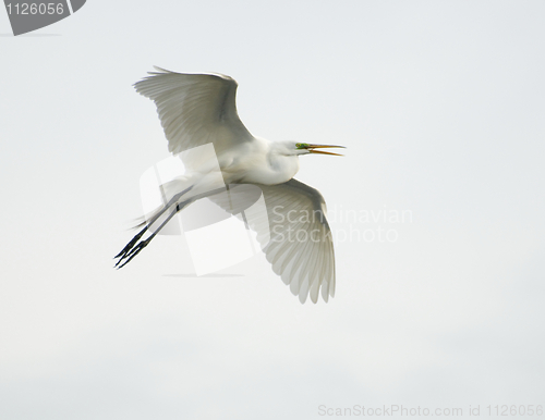 Image of Great Egret, Ardea alba