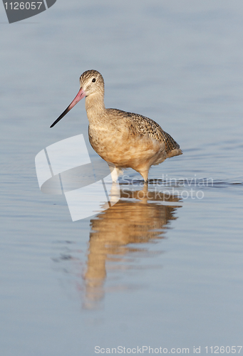 Image of Marbled Godwit, Limosa fedoa