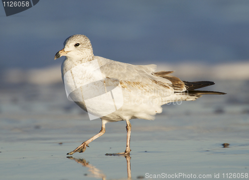 Image of Herring Gull, Larus delawarensis argentatus