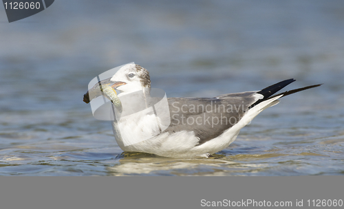 Image of Laughing Gull, Larus atricilla