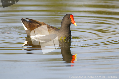 Image of Common Moorhen, Gallinula chloropus