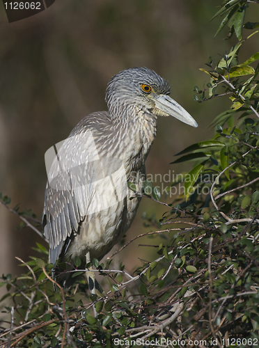 Image of Adult Yellow-crowned Night Heron, Nyctanassa violacea