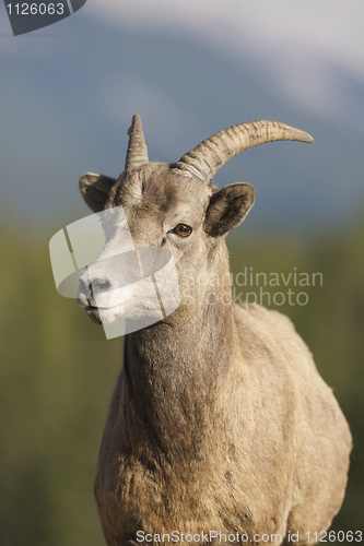 Image of Big Horn Sheep 