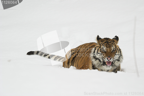 Image of Amur Tiger