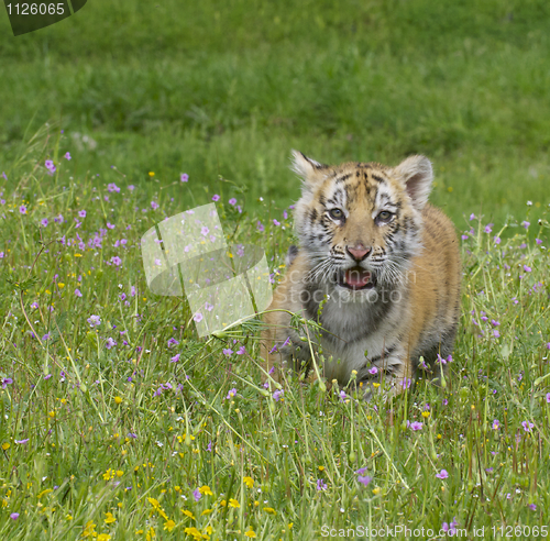 Image of Tiger Cub
