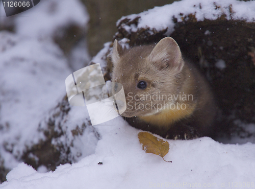 Image of Pine Martin