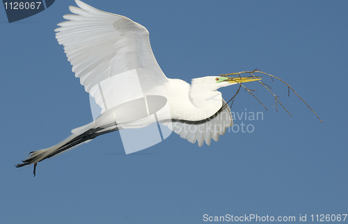 Image of Great Egret, Ardea alba