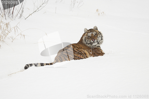 Image of Amur Tiger