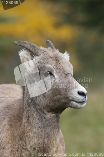 Image of Female Big Horn Sheep portrait