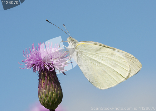 Image of White Skipper Butterfly