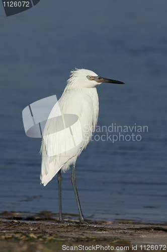 Image of Reddish Egret, Egretta rufescens