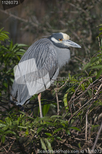 Image of Adult Yellow-crowned Night Heron, Nyctanassa violacea