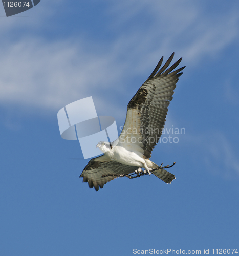 Image of Osprey