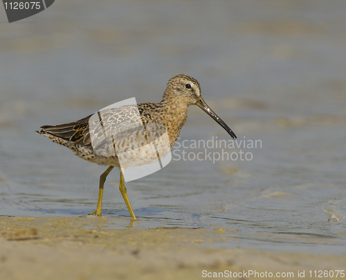 Image of Short-billed Dowitcher, Limnodromus griscus