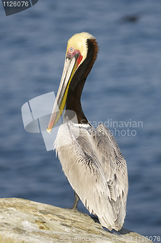 Image of California Brown Pelican, Pelecanus occidentalis