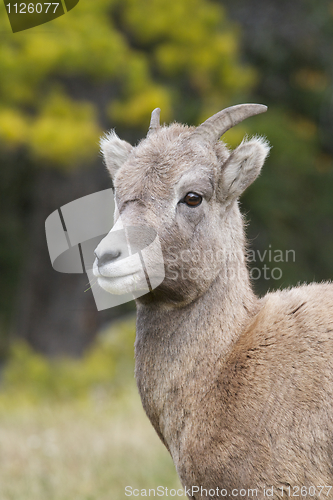 Image of Bighorn Sheep