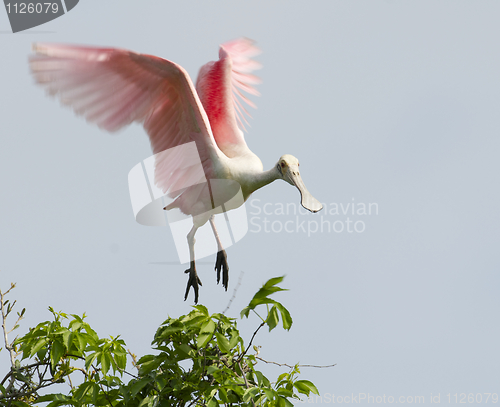 Image of Roseate Spoonbill, Platalea ajaja