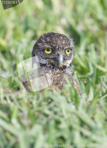 Image of Burrowing Owl, Athene cunicularia