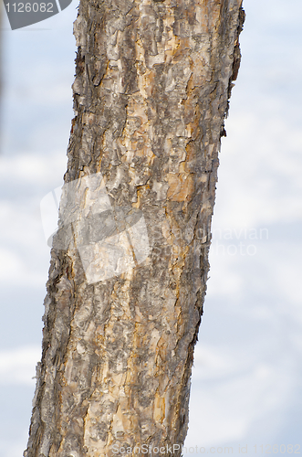 Image of Bark of the Mongolian Oak Tree