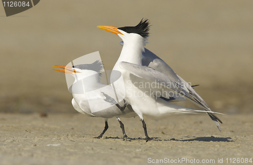 Image of Royal Tern, Sterna maxima