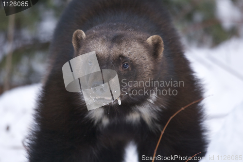 Image of Wolverine