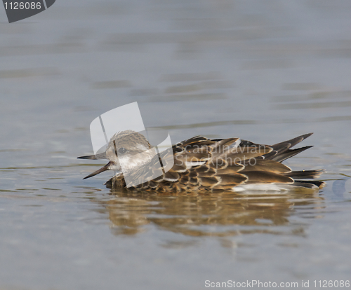 Image of Ruddy Turnstone, Arenaria interpres