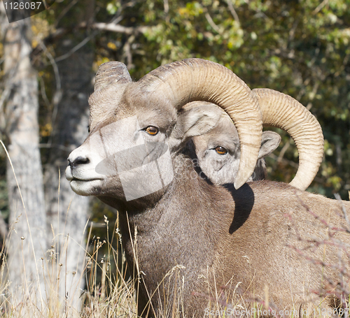 Image of Bighorn Sheep