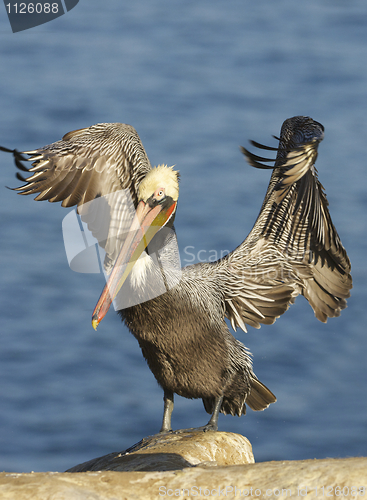 Image of California Brown Pelican, Pelecanus occidentalis