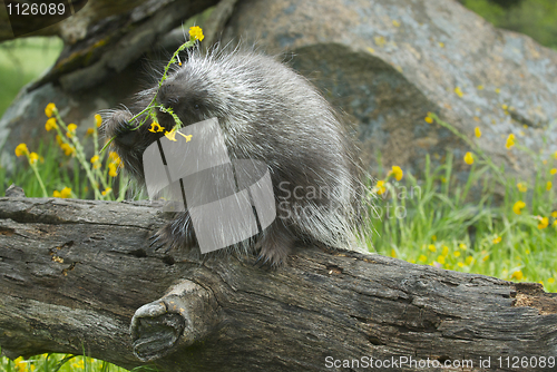 Image of Porcupine eating on log