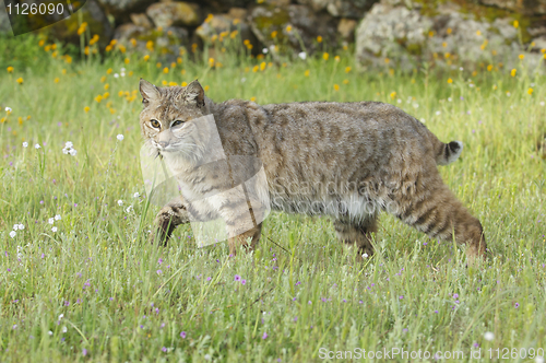 Image of Bobcat in deep green grass