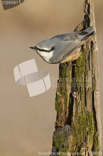 Image of Eurasian Nuthatch, Sitta europaea