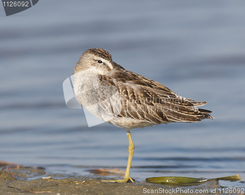 Image of Short-billed Dowitcher, Limnodromus griscus