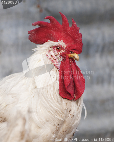 Image of Red-crowned Chicken
