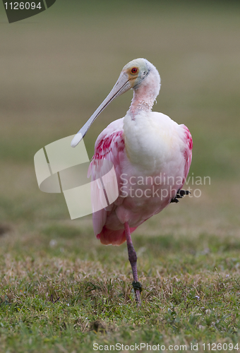 Image of Roseate Spoonbill, Platalea ajaja