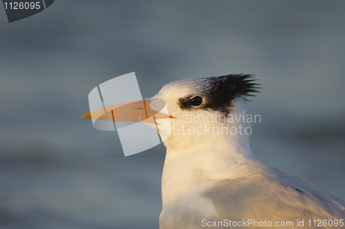 Image of Royal Tern, Sterna maxima