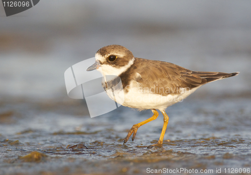 Image of Semipalmated Plover, Charadrius semipalmatus