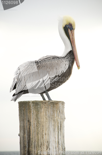 Image of Brown Pelican, Pelecanus occidentalis