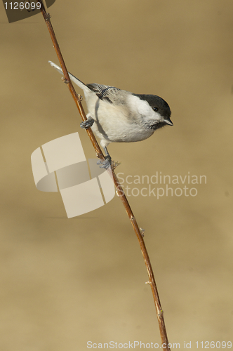 Image of Willow Tit, Parus montanus