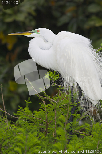 Image of Great Egret, Ardea alba