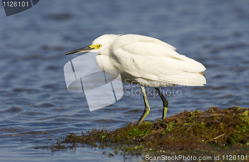 Image of Snowy Egret, Egretta thula