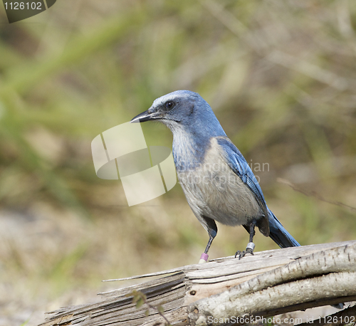 Image of Endangered Scrub Jay