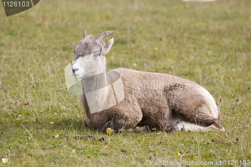 Image of Bighorn Sheep