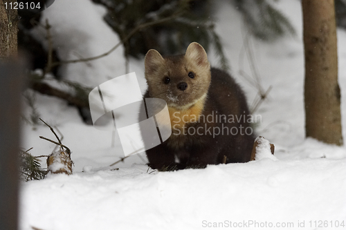 Image of Pine Martin