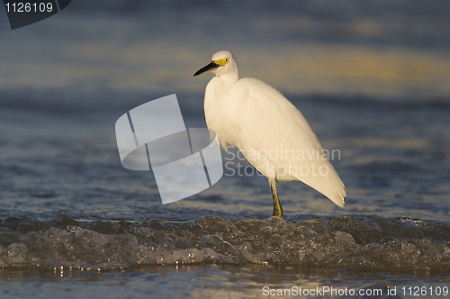 Image of Snowy Egret, Egretta thula