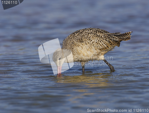 Image of Marbled Godwit, Limosa fedoa