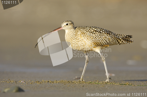 Image of Long-billed Curlew, Numenius americanus