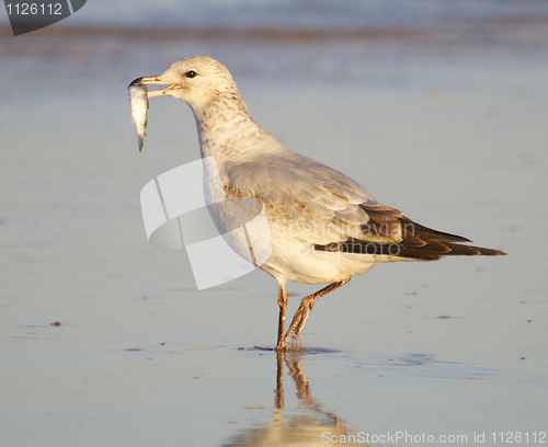 Image of Herring Gull, Larus delawarensis argentatus