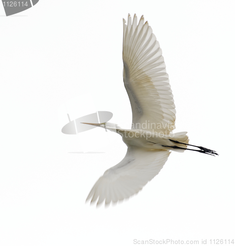 Image of Great Egret, Ardea alba