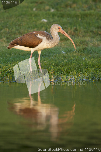 Image of White Ibis, Eudocimus albus