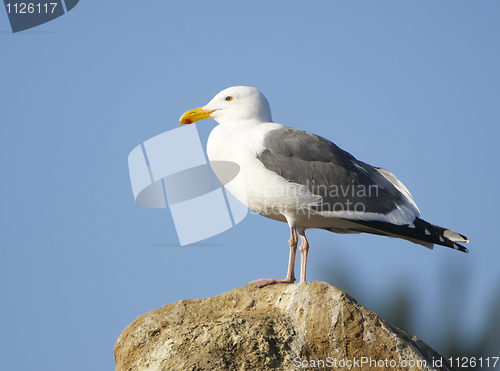 Image of Western Gull, Larus occidentalis